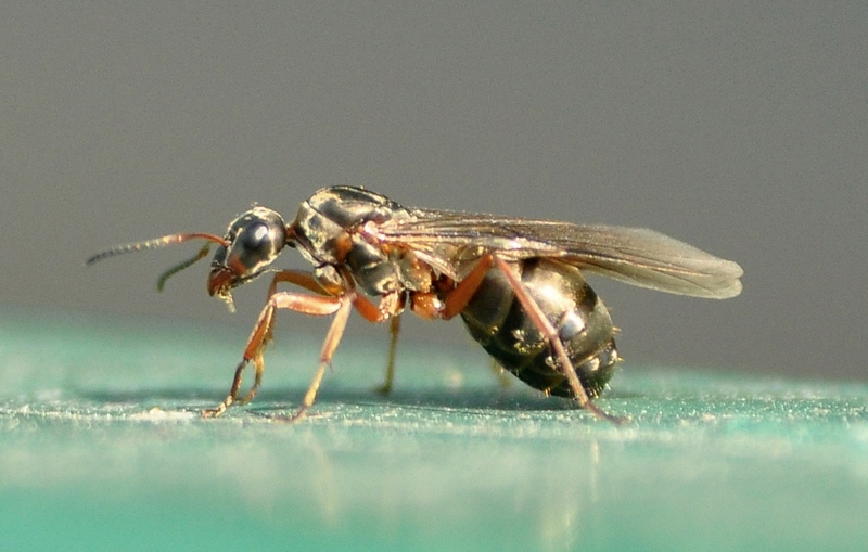 Femmina alata di probabile Formica sp.
